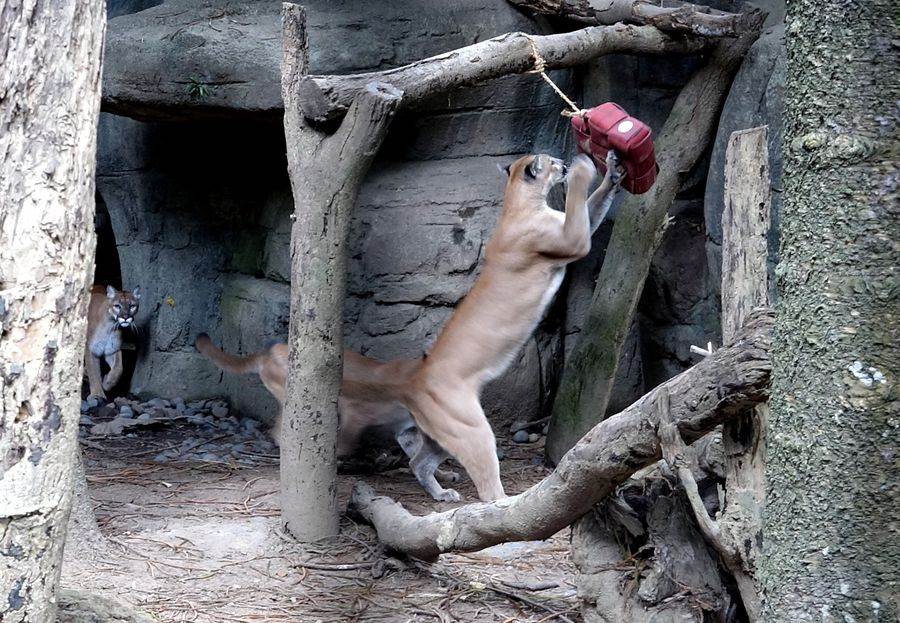 美洲獅「喵寶」玩的不亦樂乎。（台北市立動物園提供）