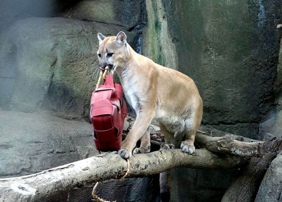 美洲獅「喵寶」跳上棲架，試圖將玩具叼走。（台北市立動物園提供）