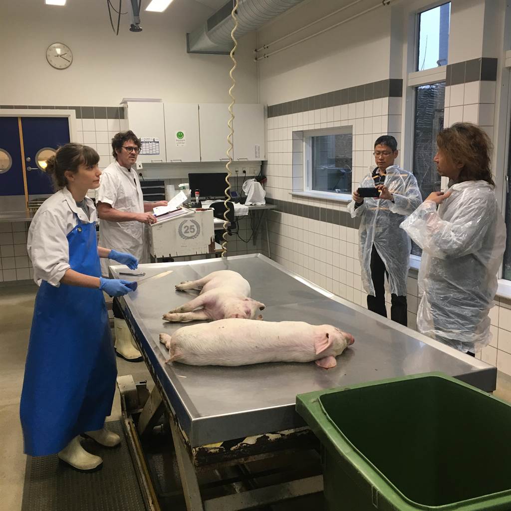 屏東科技大學與丹麥達爾姆農業學院合作，師生相互交流學習豬隻飼養管理實務訓練課程。（潘建志翻攝）