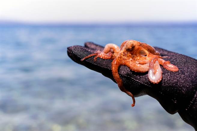 她為奪冠毒章魚放臉上 下場超恐怖(示意圖/達志影像)