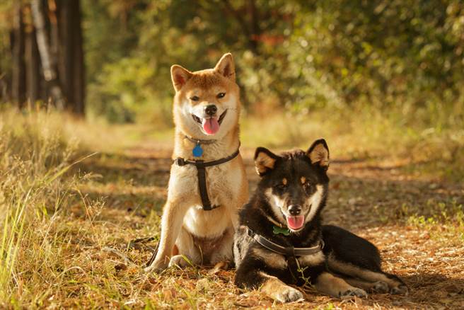 爱犬送给朋友养 半天就被吞下肚(示意图/达志影像)