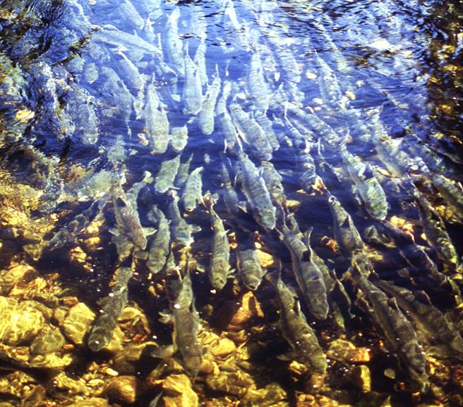 阿拉斯加惊爆鲑鱼集体暴毙，科学家发现鲑鱼体内都还有完好的卵，推测是天气太热引发热紧迫暴毙。图为正在产卵的阿拉斯加粉红鲑资料照。（图／美联社）