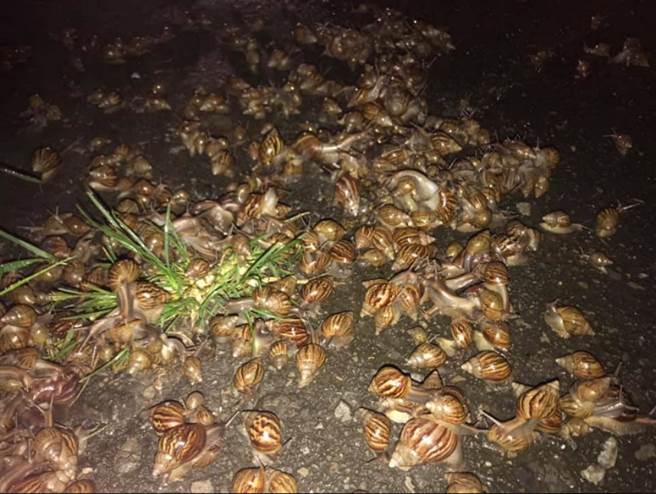 路边爆量蜗牛开趴 网嘆不祥徵兆(图/ 翻摄自脸书@爆废公社)