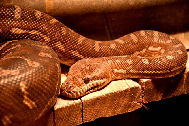 兩蛇為爭一女激戰！罕見畫面曝光(示意圖/達志影像)