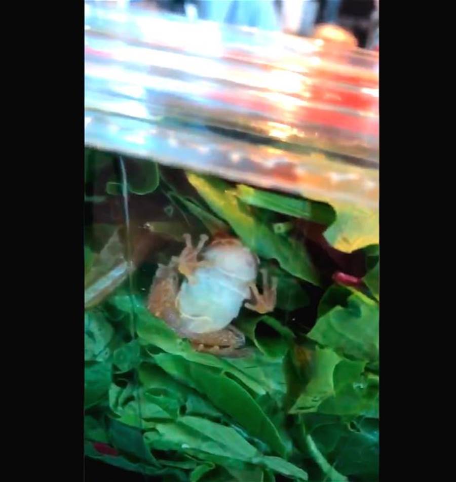 女子購買了當地超市所販售的有機沙拉，卻發現有個活跳跳的青蛙。(圖翻攝於twitter)
