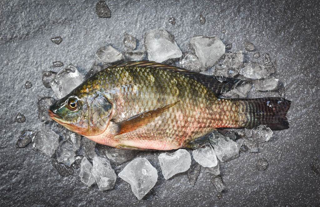 吳郭魚土味很重 行家曝消除秘方 日常 網推