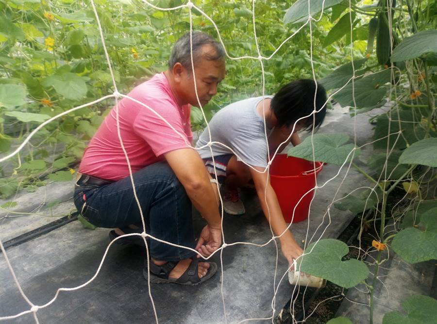 é²æç¸£å¹è²è¾²æ¥äººæï¼èå°¾ç§æå¤§å¸å¤§æç½å°æï¼ä¸²è¯åä¸åé«ä¸ä¸æ¢é¾å¼å¹é¤ï¼è¾²å ´å¯¦ä½ç±æ¥å¸«å³æçå夫給å¸çãï¼è¨±ç´ æ æï¼