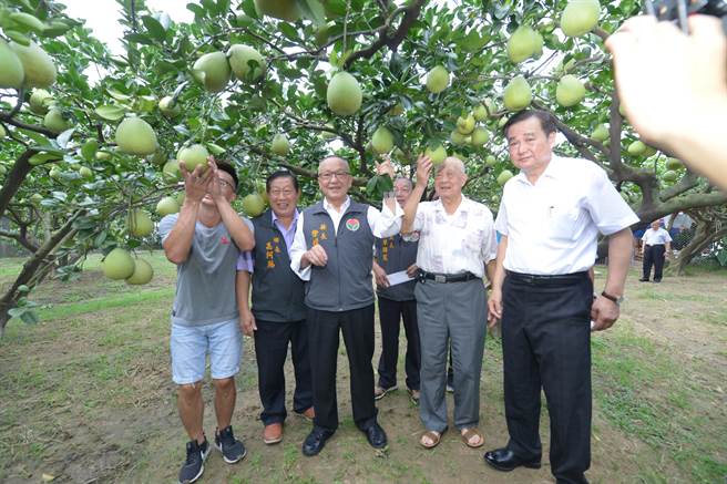 西湖文旦柚上市蜂蜜清香甜度達12度 生活 中時