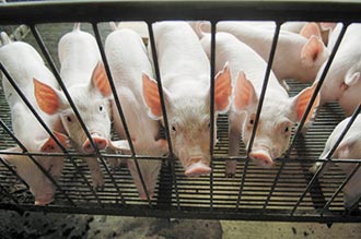 陸全球搶購 巴西豬價飆1年新高