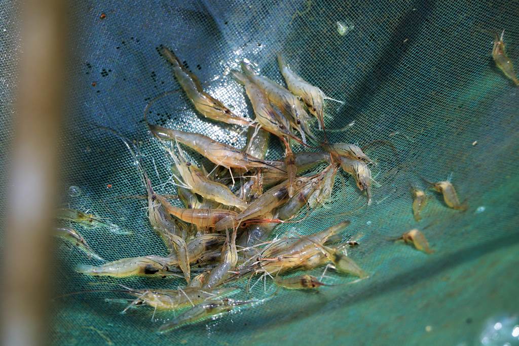 屏科大水產養殖系特聘教授養蝦專家鄭文騰近2年運用布袋蓮、果皮等生物性廢棄物低溫製成「保健飼料」，不僅協助養殖業一改投藥詬病，還提高蝦類近4成存活率。（謝佳潾攝）