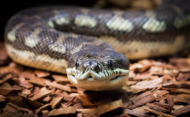 屋頂突傳巨響 他探頭驚見駭人畫面(示意圖/達志影像)