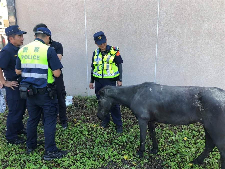 員警將牽回的兩匹黑馬暫置在工地上休憩等待飼主。(翻攝照片/戴志揚台中傳真)
