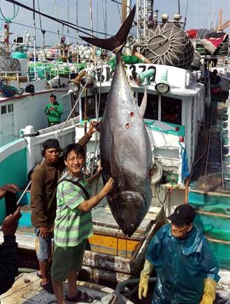 黑鮪配額300噸給日本？ 漁業署：將要求用大目鮪換