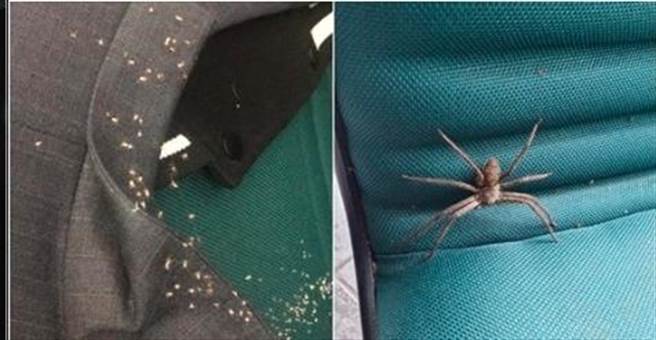 网友下雨天刚进公司，看到西装外套上爬满小蜘蛛，欲拿起外套却惊见「大喇牙」！画面十分惊悚。（摘自爆废公社）