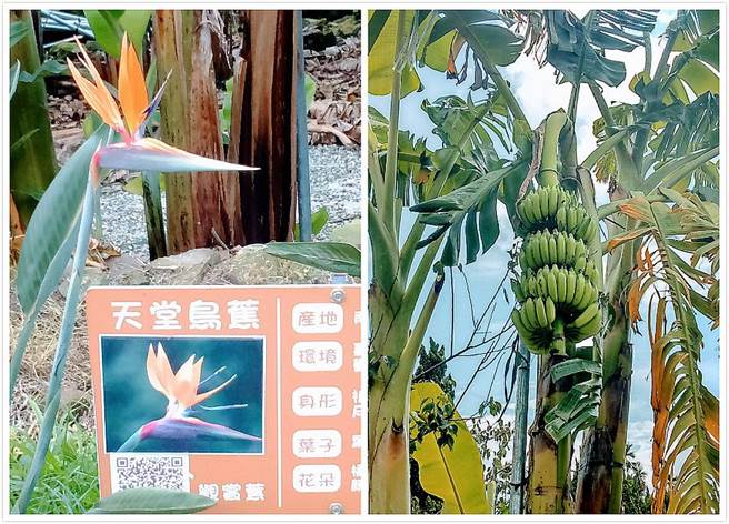 集元果生態園區種植各式香蕉，有如合掌的泰國焦（右）、美如花的天堂鳥蕉（左）。