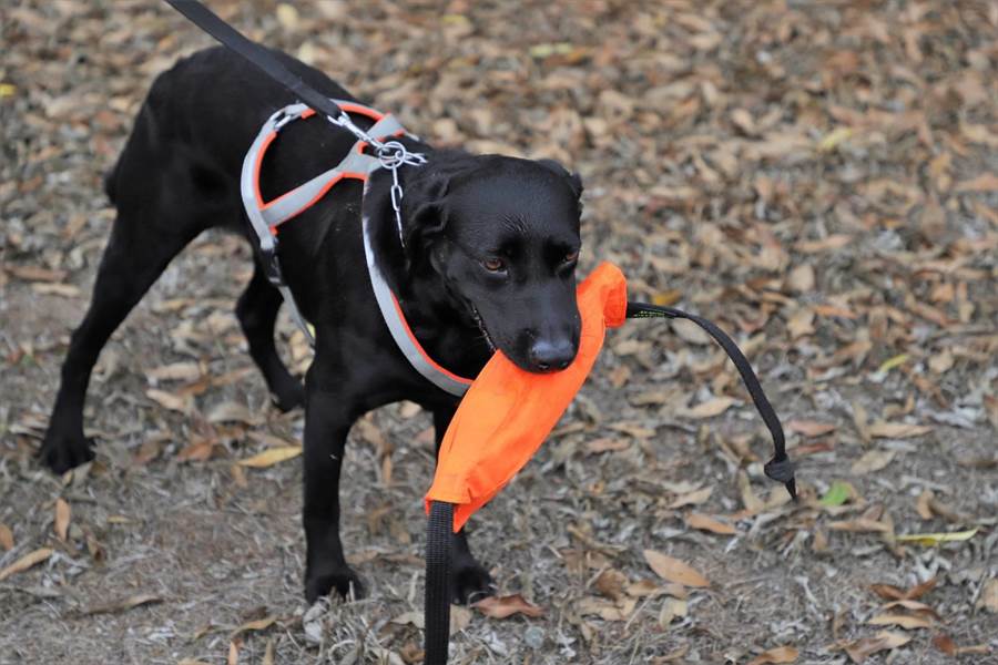 犬找失踪人口_失踪人口图片