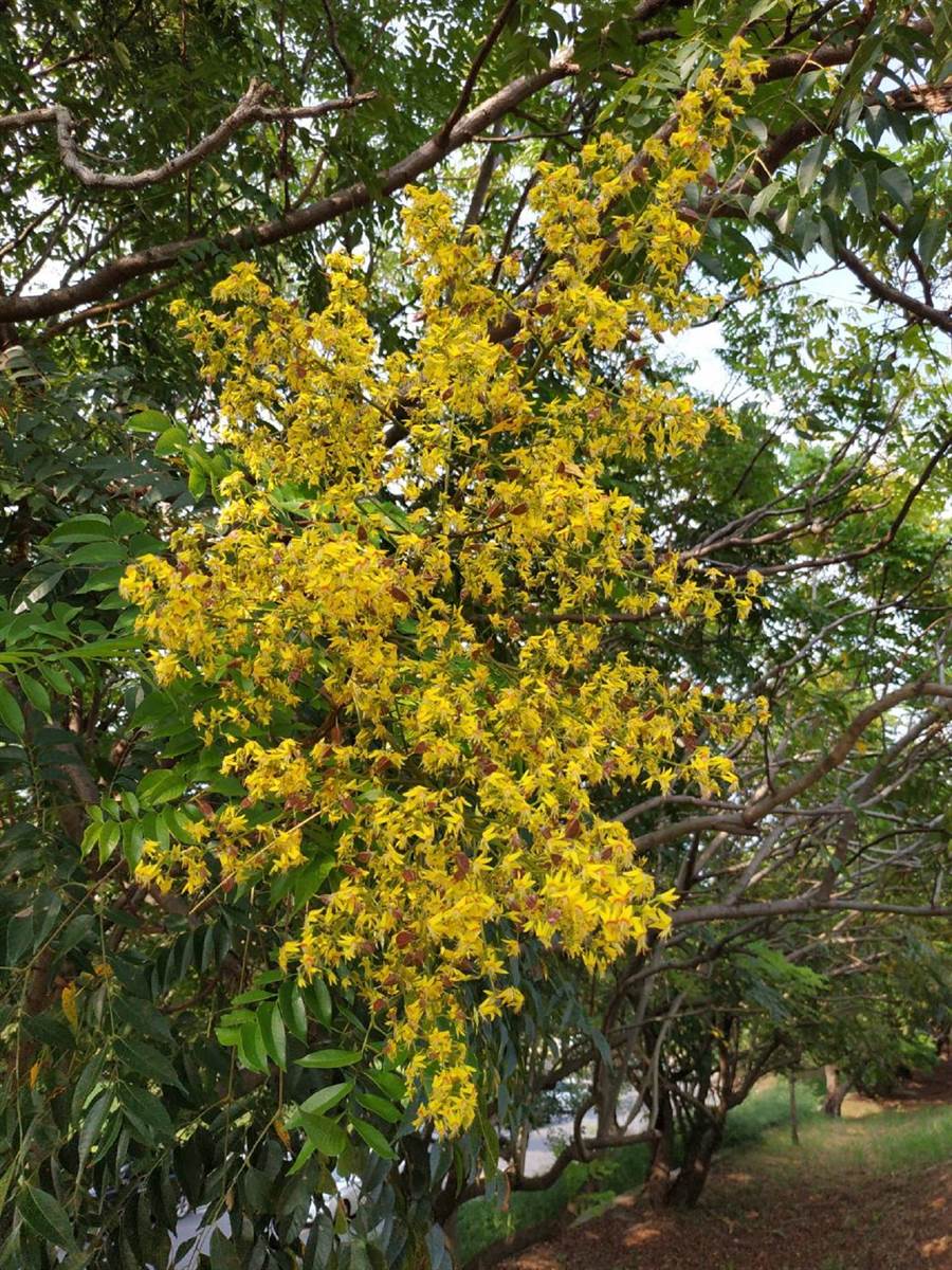台灣欒樹開花期長出小黃花，黃花綠葉相當優美。（張朝欣攝）