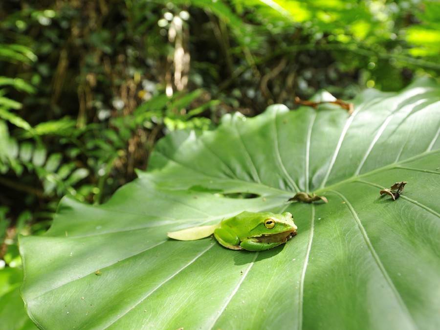 秋天是觀賞翡翠樹蛙最好的季節（梁彧禎攝）。（台北市立動物園提供）