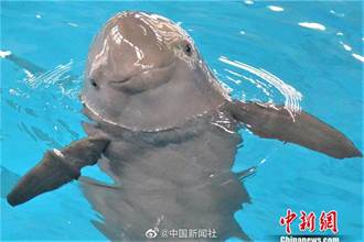 陸人工繁殖第二代長江江豚 出生百日見客啦！