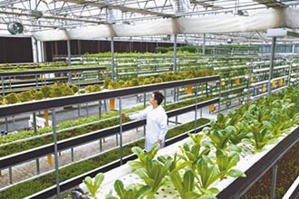 農技創新平台 城中菜園變植物工廠