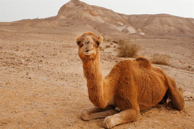 美国一名女子为了追赶跑进骆驼围栏内的毛小孩，遭骆驼一屁股坐在她身上，女子为了逃生，情急下咬了骆驼的蛋蛋，奇蹟挣脱。图为示意图，非当事骆驼。（图／shutterstock）