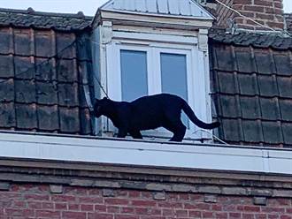 屋頂見可愛黑貓 細看竟是「黑豹」！