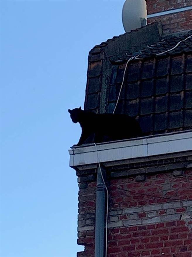 据居民表示，牠当时正在平房的二楼屋顶上游走，震惊目击到的民眾。（摘自BBCNEWS）