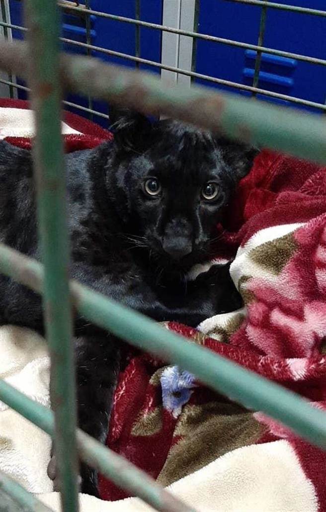 这只黑豹年纪大约五、六个月大，体型约一只小型拉布拉多犬。（摘自英国独立报）
