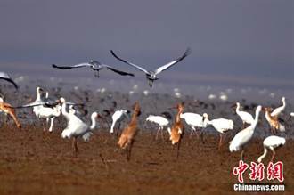 白鶴被確定為江西「省鳥」 98％的白鶴在鄱陽湖越冬