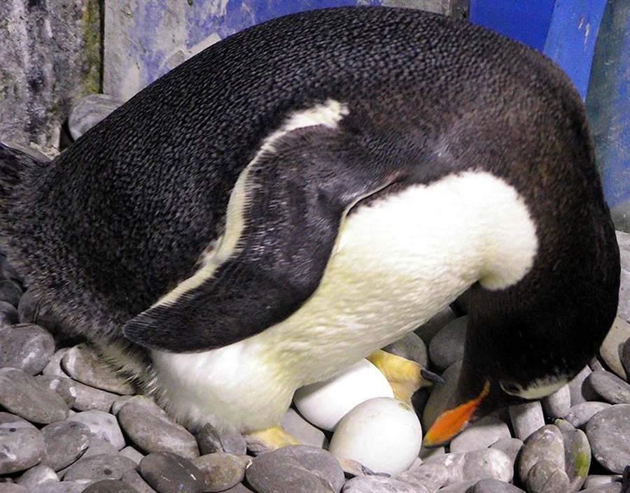海生館企鵝進入繁殖季，企鵝爸媽忙著孵蛋。（海生館提供／潘建志屏東傳真）