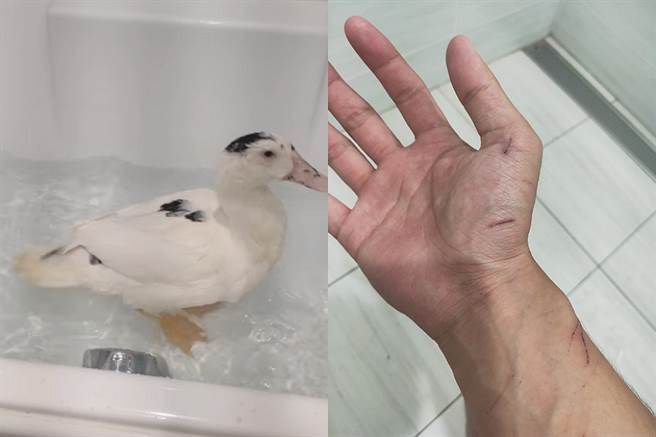 男替鸭剪指甲全身伤 网笑直接料理(图/ 摘自脸书@爆怨公社)