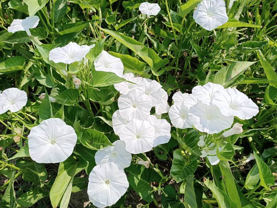 空心菜至夏秋之際開白色或淡紫色的花，形狀像牽牛花。（張毓翎攝）