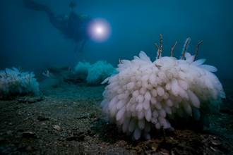 海底驚見巨型怪卵 專家驚：太罕見