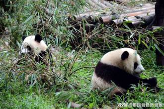 陸大熊貓國家公園總體規劃出爐　形成生物多樣性保護熱點