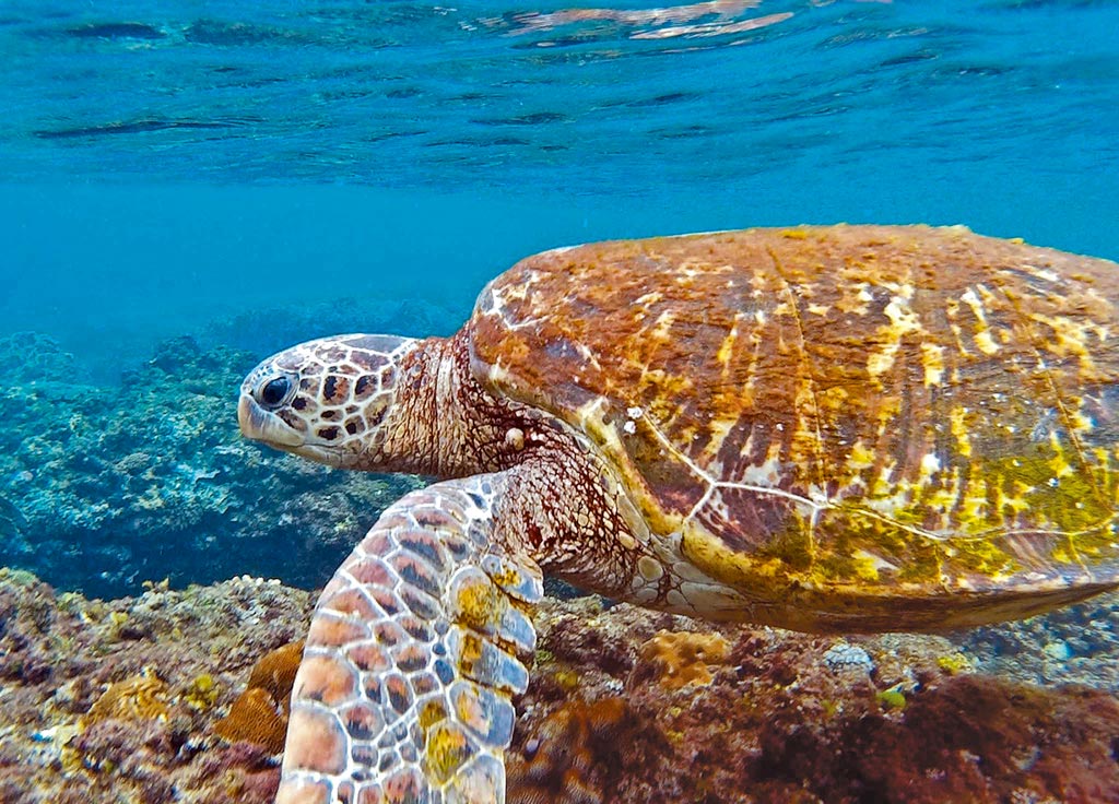 小琉球海中有大量綠蠵龜，在「浮潛就能遇到海龜」的宣傳下，觀光客人數年年成長。（潘建志攝）