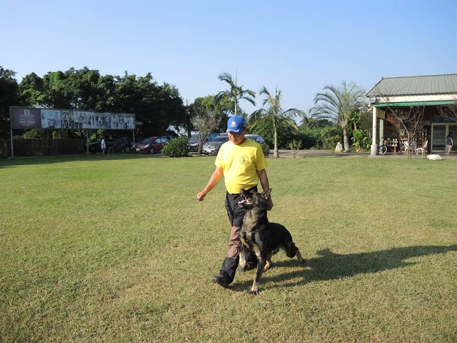 龍杰訓犬學校為知名訓犬學校，業者示範訓犬過程。（邱立雅攝）