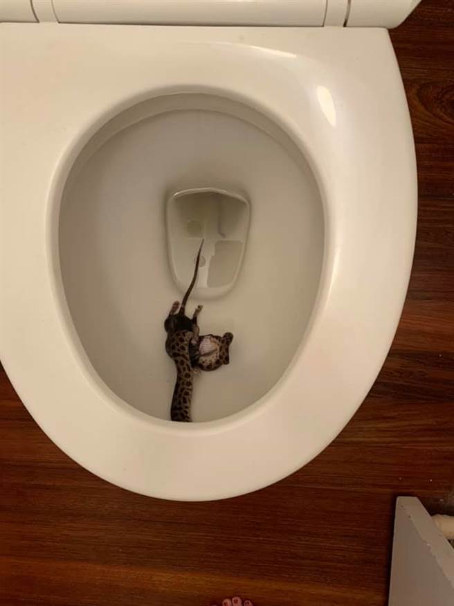 女子在马桶里发现一条小蟒蛇正要吞食老鼠。(摘自脸书)