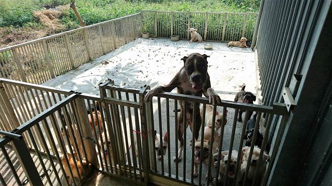雲縣破非法犬貓繁殖場226隻開放認養 社會 中時