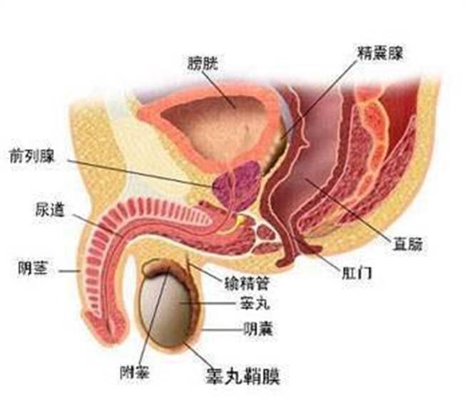 攝護腺癌去勢後仍會復發國衛院領先全球發表2蛋白質能抑制 生活 中時