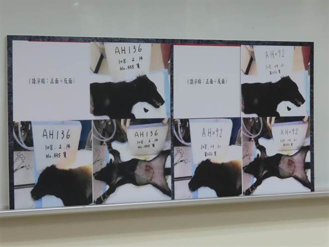 新北市議員指出，明明是同一張狗的照片，卻出現在不同申請案。（葉德正攝）