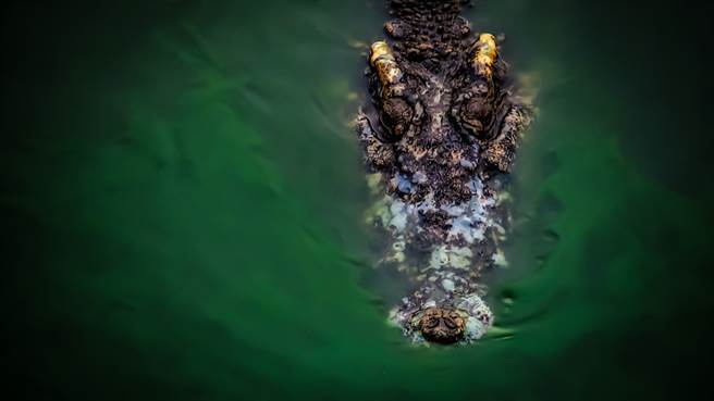 愛犬戲水驚現鱷魚 他錄下死亡瞬間(示意圖/達志影像)