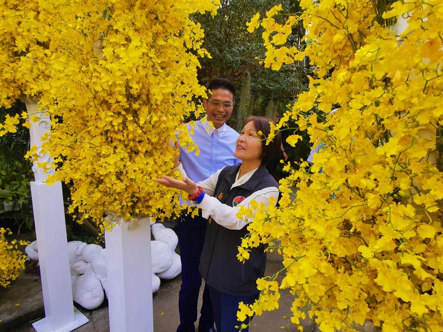 卓蘭知名景點「花露休閒農場」新設蘭花館，讓苗栗縣副縣長鄧桂菊驚豔不已。〔謝明俊攝〕