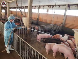 提獎勵措施防非洲豬瘟 大陸養豬產業復甦
