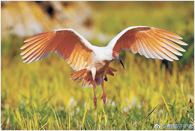 瀕危朱鷺報佳音喜迎位新員 焦點新聞 旺報