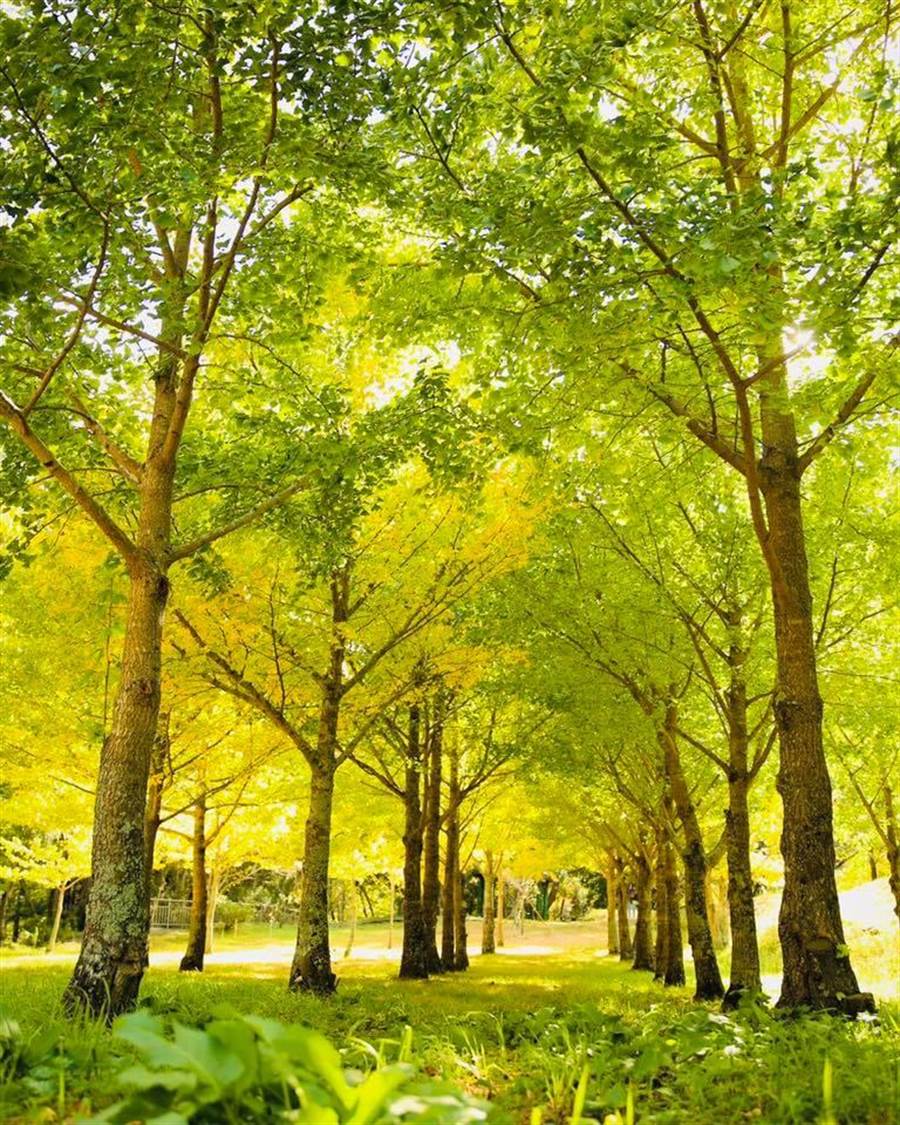 武陵農場銀杏林集中在南谷桃花莊、行政中心旁及高山植物園。（武陵農場提供／王文吉台中傳真）