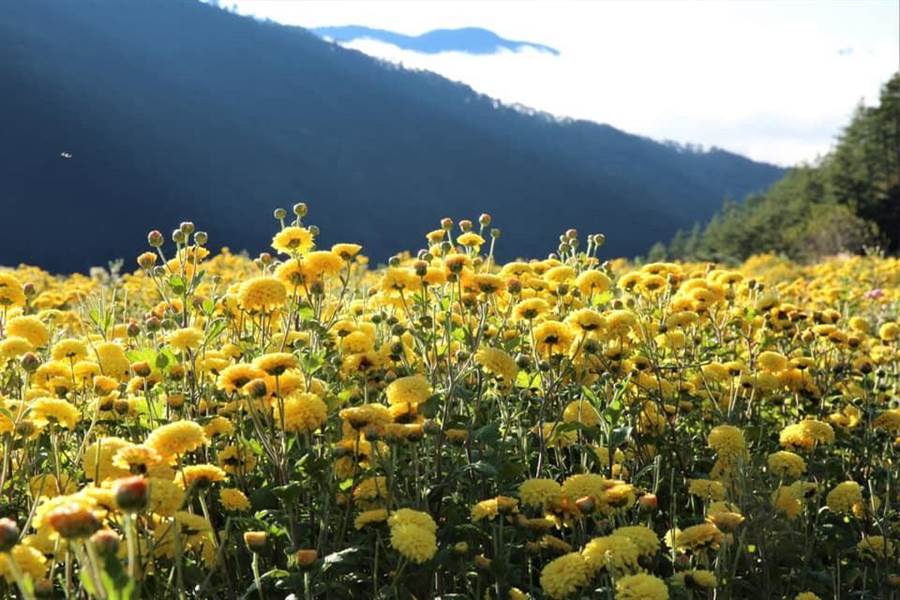 武陵農場於海拔約2000公尺種植杭菊，目前已進入盛開採收期。（武陵農場提供／王文吉台中傳真）