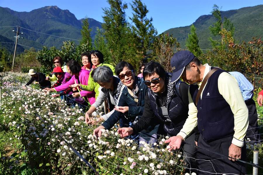 武陵農場推出「採杭菊」體驗，帶領遊客前往平日不對外開放的花田區，迎著撲鼻清香，體驗採花樂趣。（武陵農場提供／王文吉台中傳真）