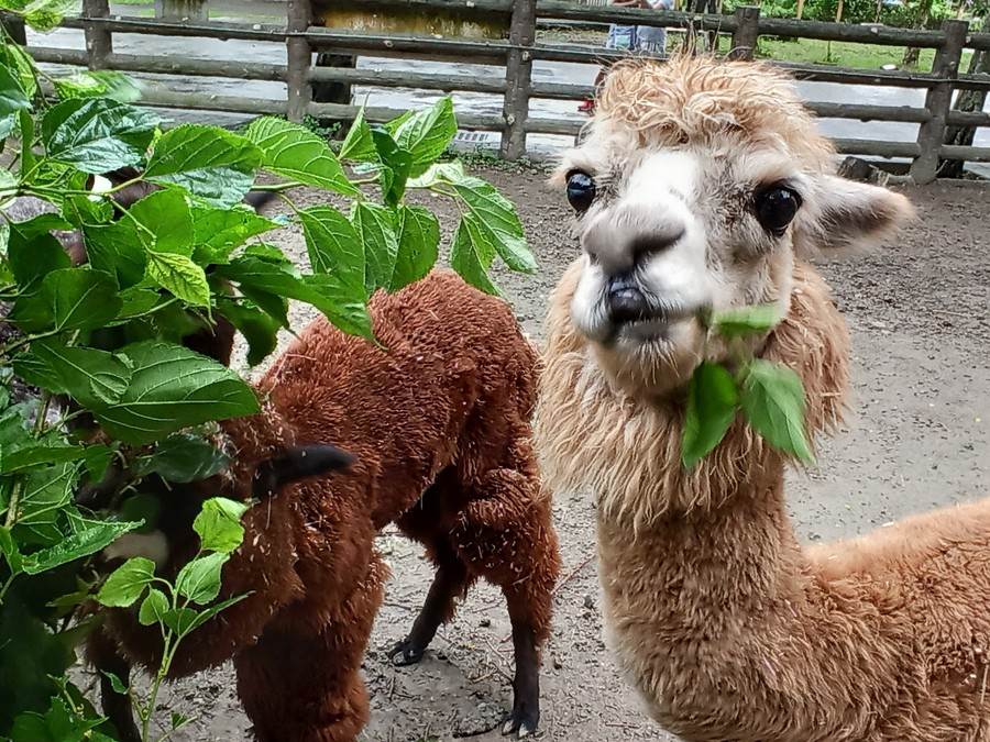 動物園餵食秀藏 心機 台灣獼猴非得要嘗 甜 生活 中時新聞網