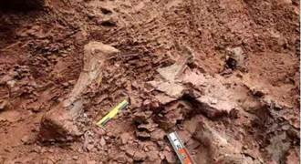 甘肅永靖再次發現巨型恐龍骨骼化石