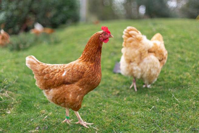 花1英镑网购鸡 看见实物他崩溃了(示意图/达志影像)